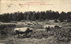 Make Romeu CPA Forets and pastures (cows)