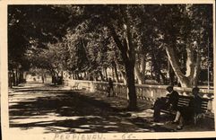 Perpignan CPA Allee des Marronniers