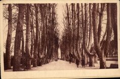 Perpignan CPA Les platanes