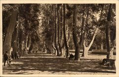 Perpignan - Les Plantanes - CPA 