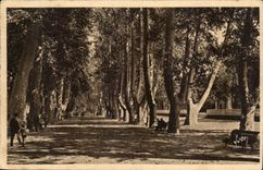 Perpignan - Les Plantanes - CPA 