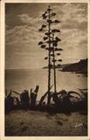 Banyuls on Sea - Aoes in flower - CPA