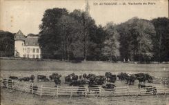 In Auvergne - Nasty trick with the Park - Cow - cow - CPA