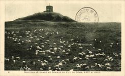 Sheep at the Top of Puy de Dome 1497 alt - shhep - CPA