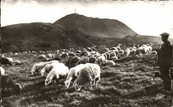 Pastorale - Pied du Puy de Dome - - mouton - sheep - CPA 