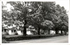 Real photo Trees (the United States)
