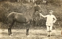 Real photo Militaria soldier and horse