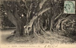 Algerien Algiers CPA gesehen in den Garten des Tests (Baumbaum)