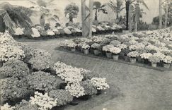 Belgie Belgium CPA Ghent 1913 Gantese Floral festivals