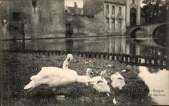 CPA Belgium Bruges the beguinage Swan swan