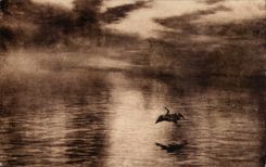 Grande Bretagne Great BRitain CPA Dawn (WAlker Art Gallery) Farquharson (canard duck)