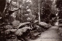 Das Vereinigte Konigreich Grossbritannien CPA im Temperaturhaus Kew arbeitet im Garten (tropische Garten)