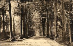 Flers - Allee with the Beeches - Park of Town hall - CPA