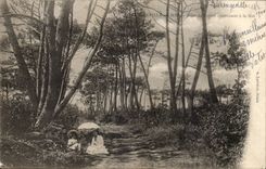 Varengevilles CPA Allee of fir trees leading to the sea