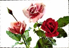 MODERNE KARTE Phantasie bluht Rosen