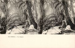 Stereoscopic sights Algeria Biskra CPA an Irrigation channel