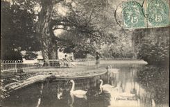 Vichy - Le Bassin des Cygnes - CPA 