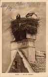 Alsace CPA Nest of storks (Colmar)