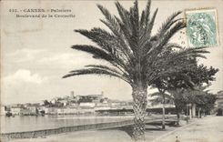 Cannes CPA Palm trees Boulevard of the small cross