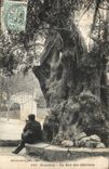 Beaulieu - the King of the Olive-trees - CPA