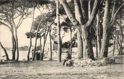 Antibes CPA the Pine forest of Juan Pines