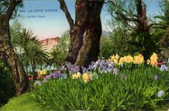 Mass azurblaues cPA bluhte Jardin