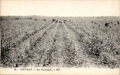 Vouvray - Les Vendages - CPA 