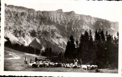 CPM Megeve Troupeau de moutons sous les aiguilles du Joly