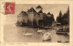 Lake Leman CPa Castle of Chillon (swan swans swan)