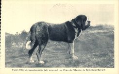 Collar of Small Saint Bernard CPA Country cottage hotel of Lancebranlette Dog of the old people's home (dog)
