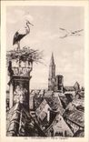 Strasbourg CPA Nest of storks