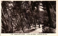 Hyeres Palmen - die Einfassung der Vogel - gehen unter Holz CPA