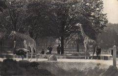 Paris - 12 - Paris Zoologique - Bois de Vincennes - National d'Histoire Naturelle - CPA 