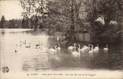 Lyon - Park des Goldkopfes - eine Ecke des Sees und der Schwane - CPA