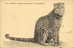 Paris 5 - Botanical garden - the Panther - Panther - Cat - Cat - CPA