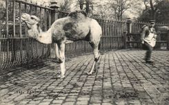 Paris 5 - Botanical garden - the Dromedary - Camel - Camel - CPA