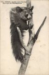 Paris 5 - Botanical garden - Aye Aye of Madagascar - CPA