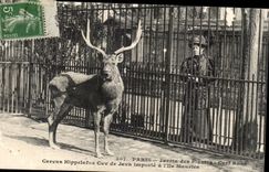 Paris - 5 - Botanical garden - Rusa Stag - deer CPA