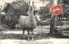 Paris - 5 - Botanical garden - the White LAMA - White Llama CPA