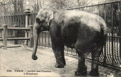 Paris - 5 - Botanical garden - the Elephant - CPA