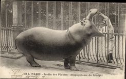 Paris - 5 - Botanical garden - Hippopotamus of Senegal - CPA