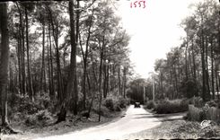 Island of oleron CPA Road out of drill of pines
