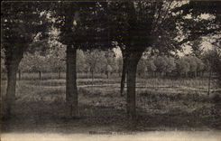 Ribeauville CPA fields