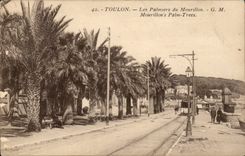 Toulon CPA palm trees of Mourillon