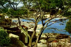 Sanary on Sea CPA With the shelter under the pines Glances towards the port