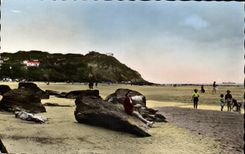 Gray Nose - Beach and Cape CPA