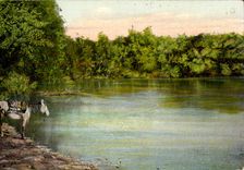 Israel - Jerusalem - The Jordan To rivet - the Jordan - horse - horse - CPA