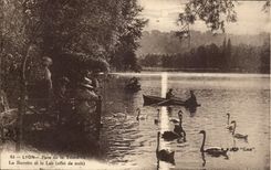 Lyon - Park des Goldkopfes - der Erfrischungsstab und der See - Boot - Boot - Schwane - Schwane - CPA