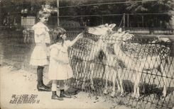 Lyon - Park of the Gold Head - Child - foan - fawn - deer - - CPA
