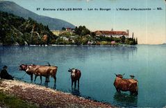 Aix les Bains - Lake of Le Bourget - Hautecombe Abbey - cow - cow - CPA